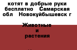 котят в добрые руки бесплатно - Самарская обл., Новокуйбышевск г. Животные и растения » Кошки   . Самарская обл.,Новокуйбышевск г.